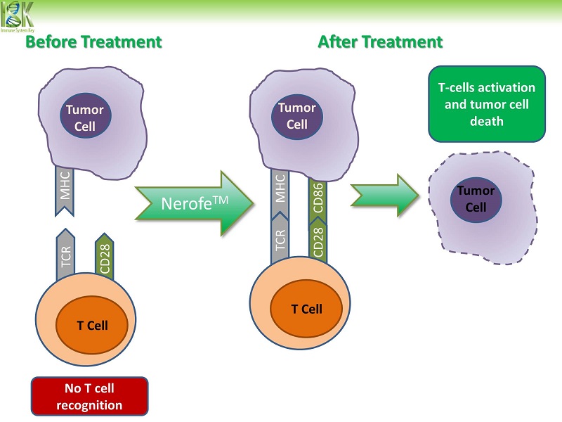 Nerofe Immunotherapy - T-Cell activation following treatment