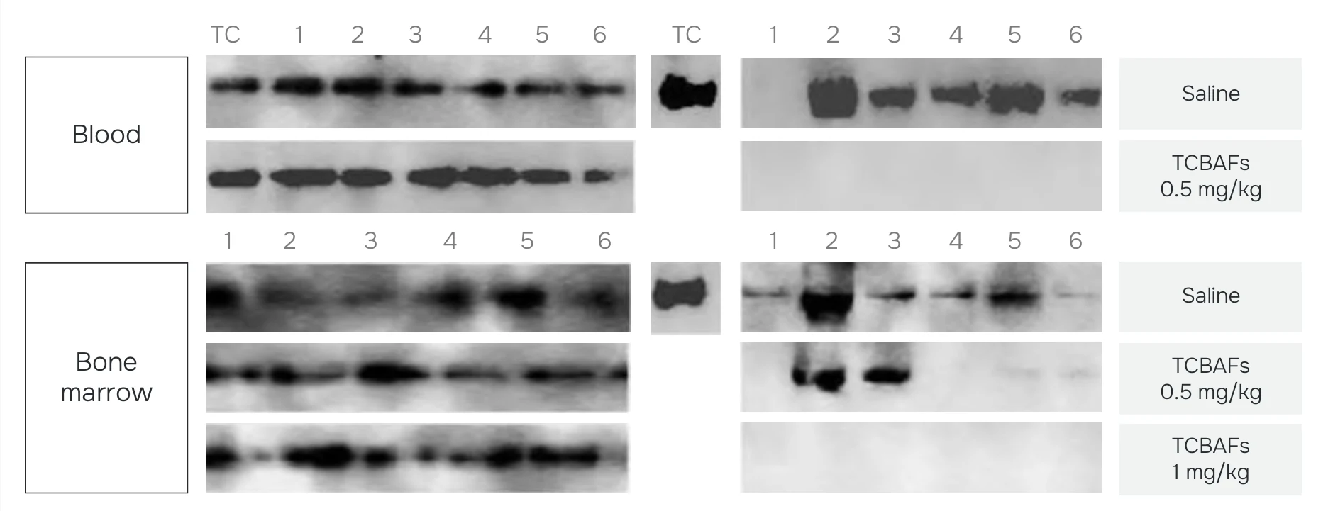 Western blot analysis of Mouse HPRT and human satellite signal in blood and bone marrow, comparing saline control to TCBAFs 0.5 and 1 mg/kg dosing