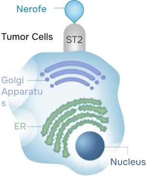 Nerofe enters the tumor cells through the ST2 receptor.