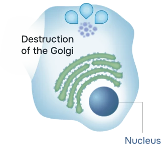 Nerofe reaches the Golgi Apparatus and induces its destruction.