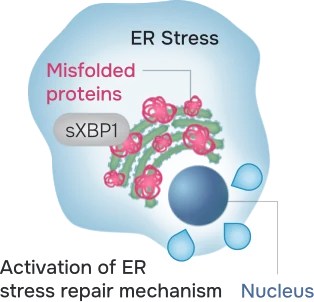Due to the destruction of the Golgi, proteins accumulate in the ER leading to ER stress and activation of the ER stress repair mechanism.