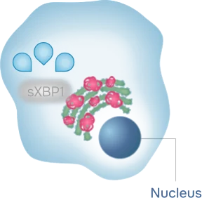 The ER stress repair mechanism is inhibited by Nerofe's downregulation of sXBP1.