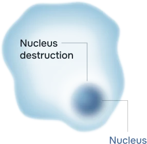 Cell death is caused by unrepaired ER stress.