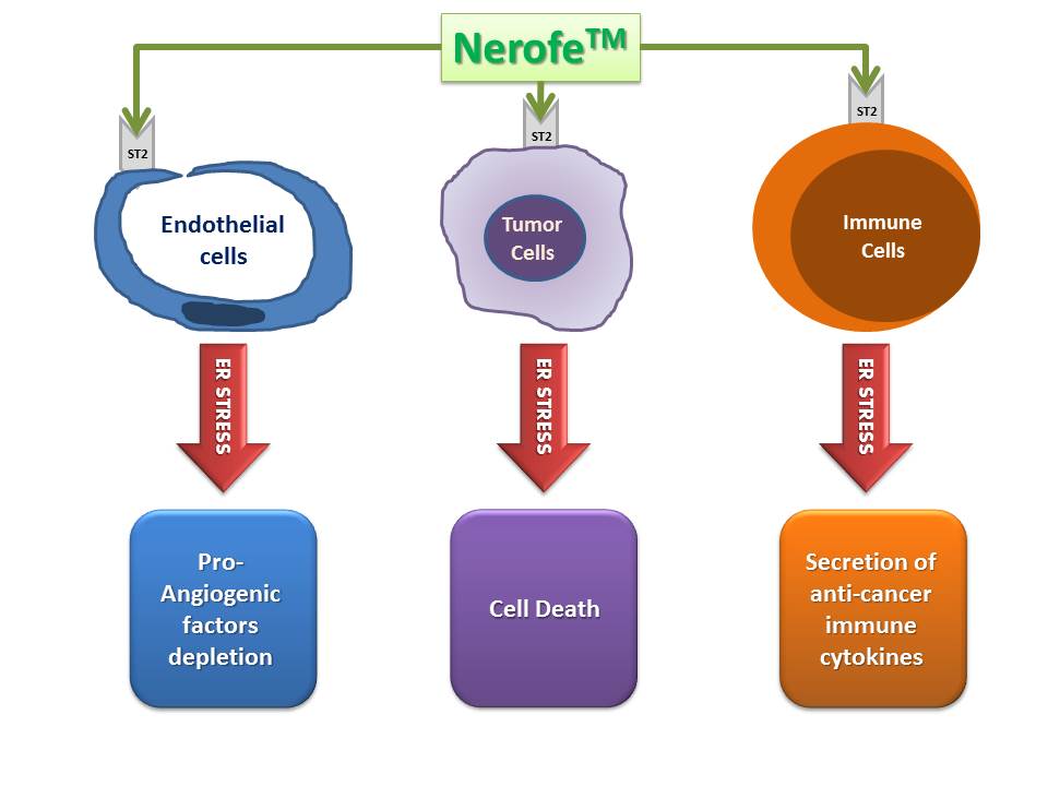 Nerofe causes ER stress to different type of cells