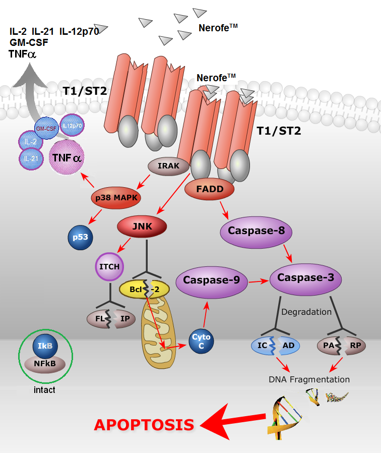 Nerofes signal pathway